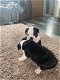 Boston Terrier-puppy's - 0 - Thumbnail