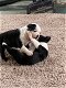 Boston Terrier-puppy's - 1 - Thumbnail