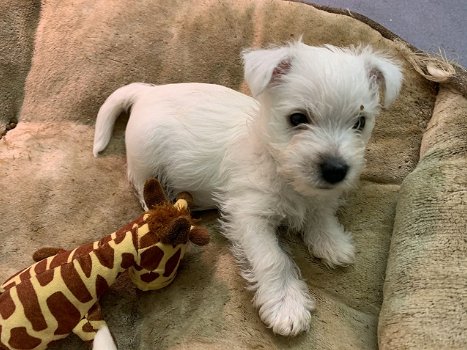 West Highland Terrier-puppy's te koop - 1