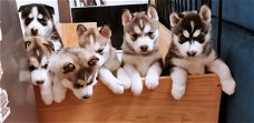 Siberische Husky-puppy's te koop