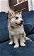 Siberische Husky-puppy's te koop - 1 - Thumbnail