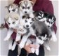 Siberische Husky-puppy's te koop - 2 - Thumbnail