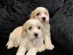 Cavachon-puppy's te koop - 0 - Thumbnail