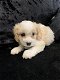 Cavachon-puppy's te koop - 2 - Thumbnail