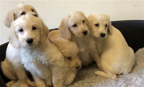 Schattige Labradoodles-puppy's beschikbaar - 0