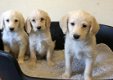 Schattige Labradoodles-puppy's beschikbaar - 1 - Thumbnail