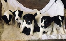 Mooie Jack Russell-puppy's te koop