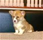 Welsh Corgi Pembroke-puppy's te koop - 1 - Thumbnail