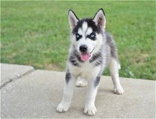 goedgemanierde Siberische Husky-puppy's