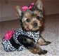 Theekopje Yorkshire Terrier pups - - 0 - Thumbnail