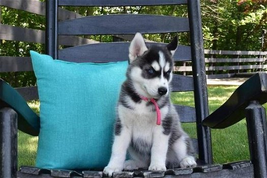 Blue Eyes Siberische Husky-puppy's - 0