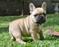 Raszuivere Franse bulldog