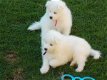 Twee Samojeed Puppies over. - 0 - Thumbnail