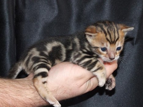 Leuke Bengaalse kittens beschikbaar - 0