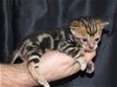 Leuke Bengaalse kittens beschikbaar - 0 - Thumbnail