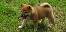 Mannelijke en vrouwelijke Shiba Inu Puppies