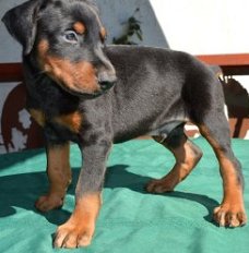 Doberman Pinscher pups 