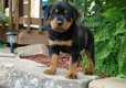 AKC geregistreerd Rottweiler puppy - 0 - Thumbnail
