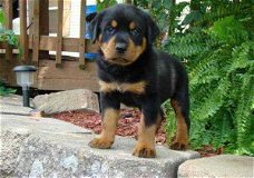 AKC geregistreerd Rottweiler puppy 