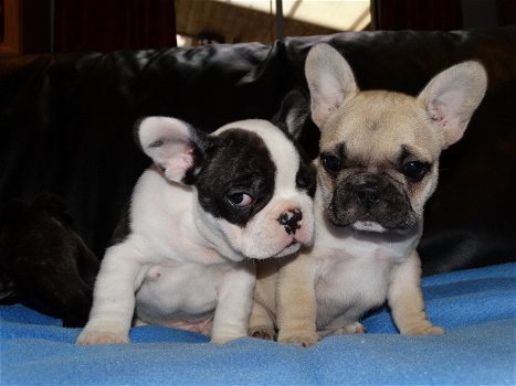 Franse Blaue Bulldog Pups - 0