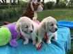 Golden retriever pups - 0 - Thumbnail