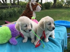 Golden retriever pups