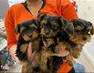 Schattige Yorkshire Terrier-puppy's te koop - 1 - Thumbnail