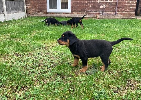 Rottweiler-puppy's te koop - 0