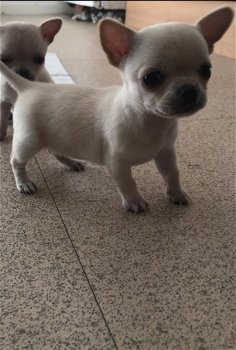 Chihuahua-puppy's te koop - 1