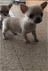 Chihuahua-puppy's te koop - 1 - Thumbnail