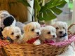 Mooie Maltipoo-puppy's beschikbaar - 1 - Thumbnail