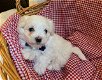 Mooie Maltipoo-puppy's beschikbaar - 2 - Thumbnail