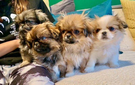 Pekingese puppy's te koop - 0