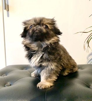 Pekingese puppy's te koop - 1