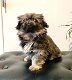 Pekingese puppy's te koop - 1 - Thumbnail