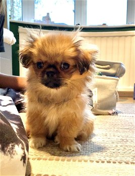 Pekingese puppy's te koop - 2