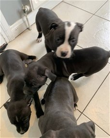 Staffordshire Bull Terrier-puppy's