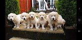 Golden Retriever-puppy's klaar - 0 - Thumbnail