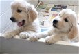 Golden Retriever-puppy's klaar - 2 - Thumbnail