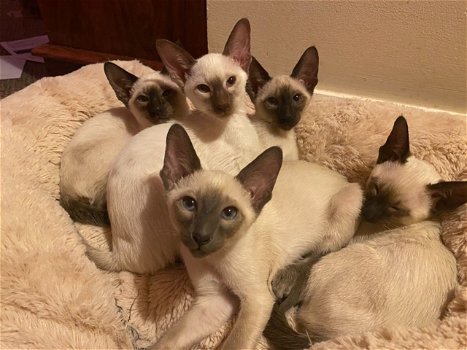 Siamesische Kätzchen erhältlich - 0