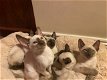 Siamesische Kätzchen erhältlich - 2 - Thumbnail