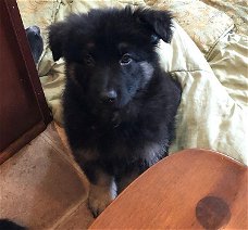 Duitse herdershond pup te koop