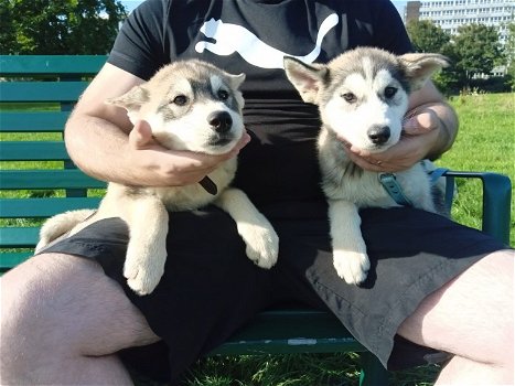 Siberische Husky-puppy's Klaar om te vertrekken - 0