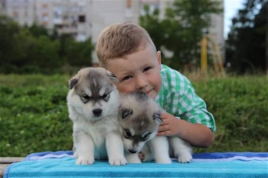 Siberische Husky-puppy's Klaar om te vertrekken - 0