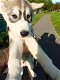 Siberische Husky-puppy's Klaar om te vertrekken - 0 - Thumbnail
