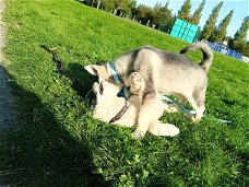 Siberische Husky-puppy's Klaar om te vertrekken