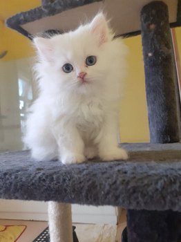 Persische Kätzchen zu verkaufen - 1