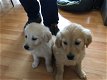 Golden Retriever-puppy's - 0 - Thumbnail