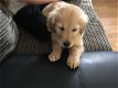 Golden Retriever-puppy's - 0 - Thumbnail