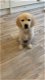 Golden Retriever-puppy's - 0 - Thumbnail